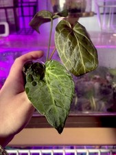 Anthurium AOS x NOID mutation