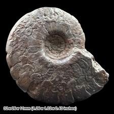 Gonioclymenia Goniatite Fossil