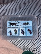 Six Assorted Insects Real