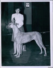 1965 Photo Christine Fox Bedford Ma Shows Great Dane Bamby'S Fox Animals 7X9