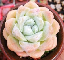 Echeveria Ice Green, 5 cm