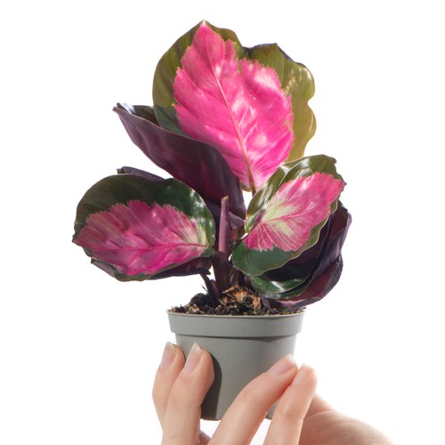 Baby prayer plant calathea - prayer,