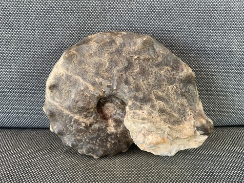 Large mammites ammonite - large,