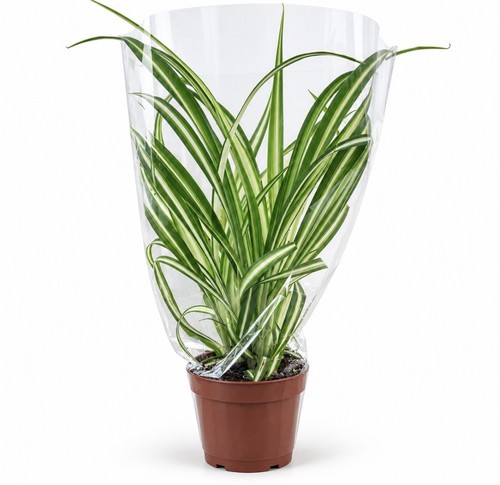 Spider plant chlorophytum - spider,