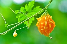 INDIAN SMALL FRUITED BITTER