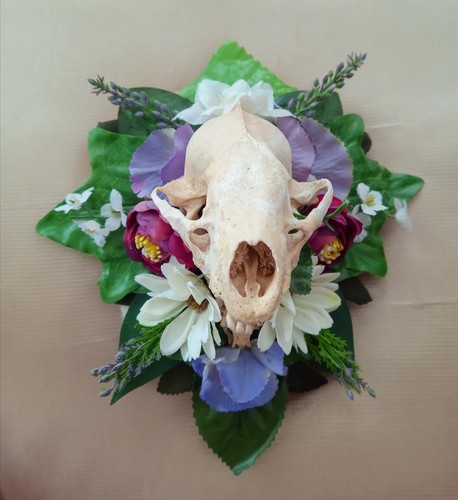 Real taxidermy wall - real,