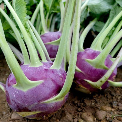 Kohlrabi delicacy purple - 5x, purple'