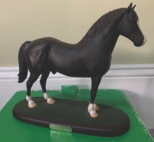 Rare Welsh Cob Stallion