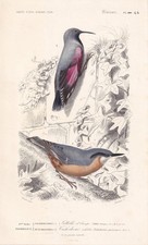 1861 WALLCREEPER & NUTHATCH BIRD Print - Antique Wall Art - 5.75 x 9.75 Inches