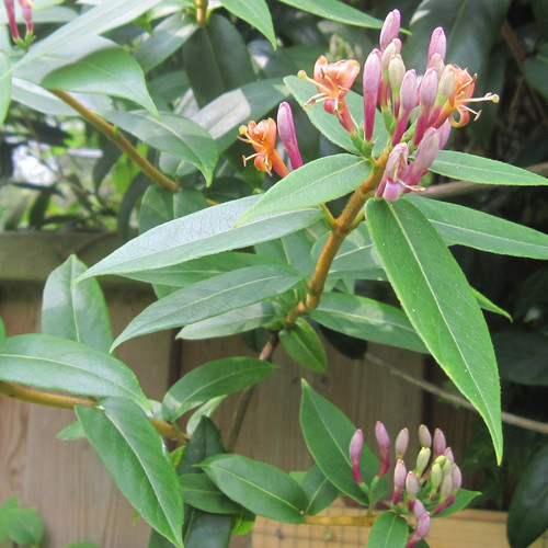 Lonicera henryi evergreen - ,