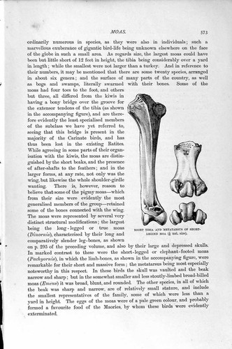 Old antique print natural - antique,