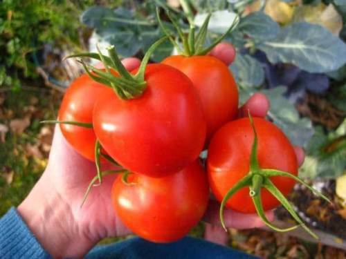 Siberian tomato - siberian, tomato,