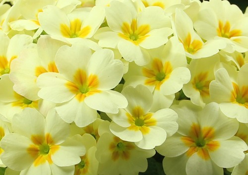 Primula vulgaris everlast - primula,