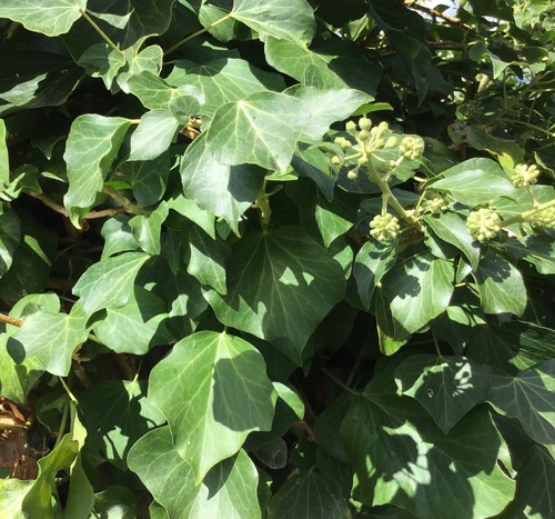 Hedera helix english - helix, ivy
