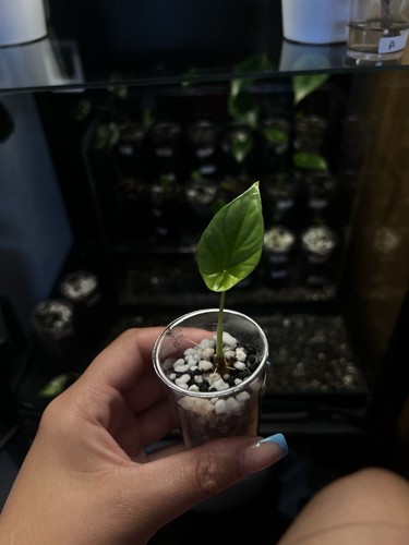 Alocasia sinuata juvenile - juvenile, (e)