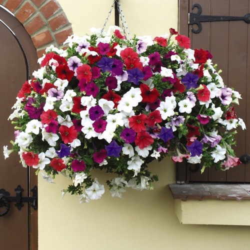Petunia surfinia basket 10in - petunia,