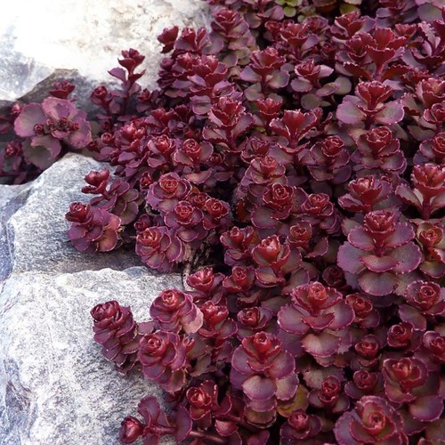 Pack red carpet stonecrop - x8,