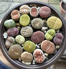 17-20pcs Colourful Lithops in