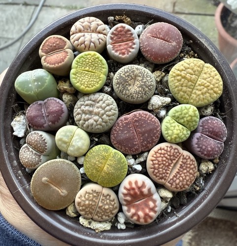 20pcs colourful lithops in - lithops,