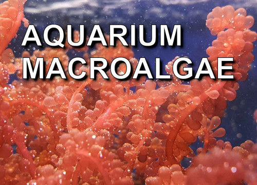 Marine macroalgae frag - marine, |