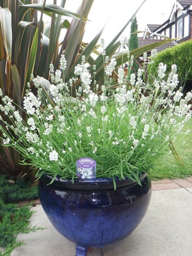 English white lavender - white,