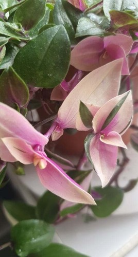 Tradescantia fluminensis - 1x,