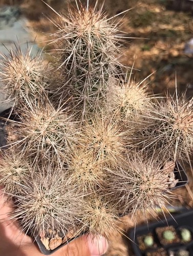 12cm rare live house plant - rare,