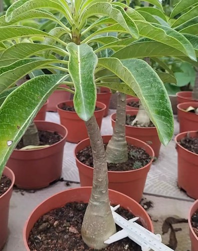 Dia 5cm pachypodium decaryi - 5cm,