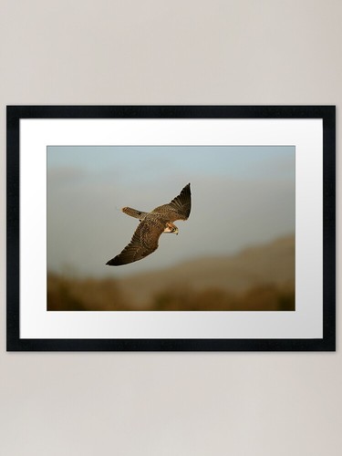 Lanner falcon bud framed art - framed,