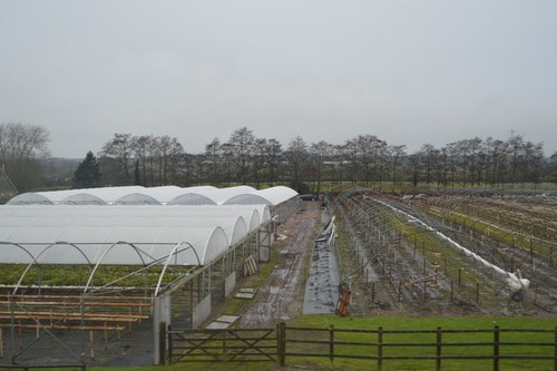 Photo 6x4 polytunnels - polytunnels,, great