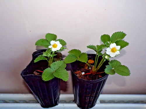 Strawberry pegasus 2 - 2, mature