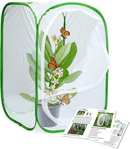 Restcloud insect and butterfly - restcloud,