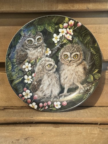 Wedgwood little owl chicks - wedgwood,