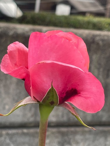 Light pink climbing - , rose