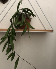 Hoya Wayetii Wax plant