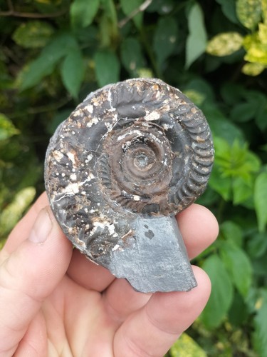 Hildoceras bifrons ammonite - bifrons,