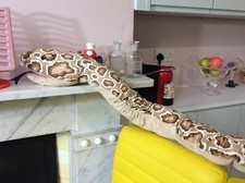 Ikea Huge 67” SNAKE Brown