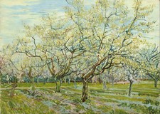 Van Gogh Orchard Trees Wall
