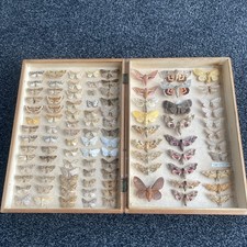 A  FINE COLLECTION OF 99 MOTH