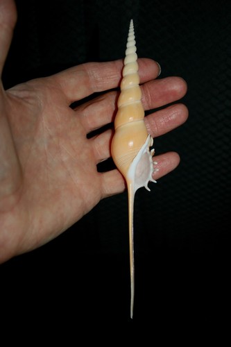 Spindle tibia seashell - tibia,