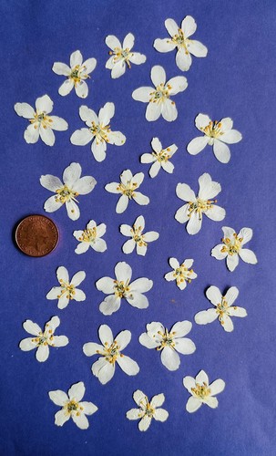 Pressed dried flowers mexican - pressed,