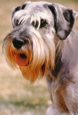 Schnauzer Dog Jumbo Fridge