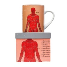 Anatomical Muscular System Big
