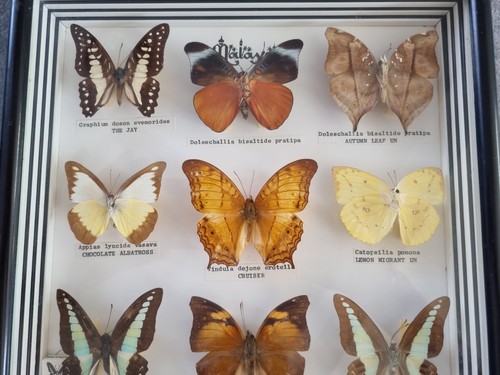 Real preserved malaysian - real,