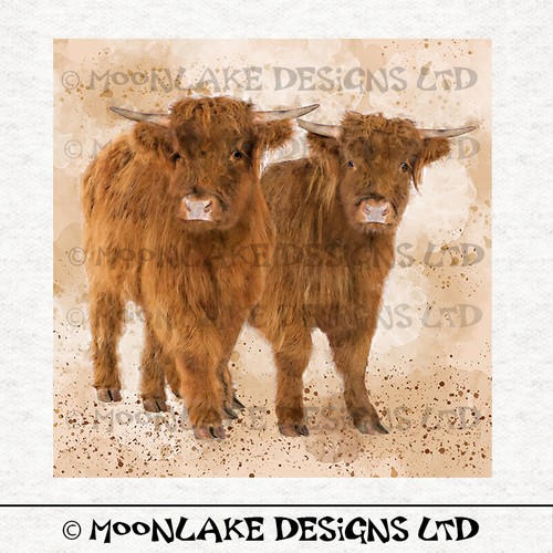 Animal highland cow - highland, calves