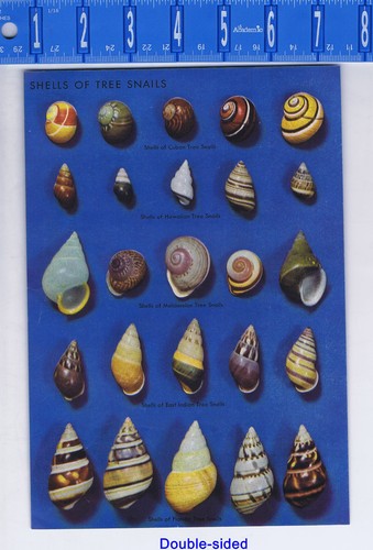 Shells tree marine - tree, &