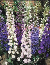 delphinium potted 10cm pots
