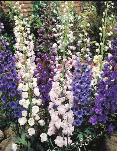 Delphinium potted 10cm - potted,