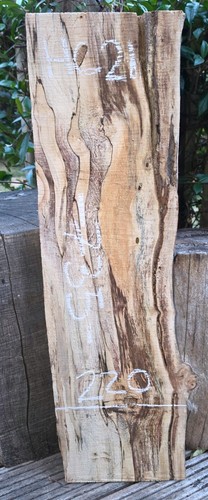 Spalted chestnut live - live, edge