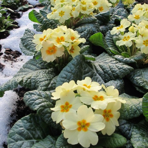 Primrose mini plug plants